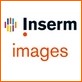 Inserm images