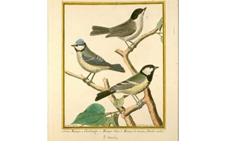 Buffon, "Planches enluminées de l'Histoire naturelle des oiseaux", 1765-1783
