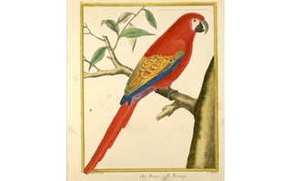 Buffon, "Planches enluminées de l'Histoire naturelle des oiseaux", 1765-1783