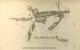 G. Cuvier, "Recherches sur les ossements fossiles...", 1836